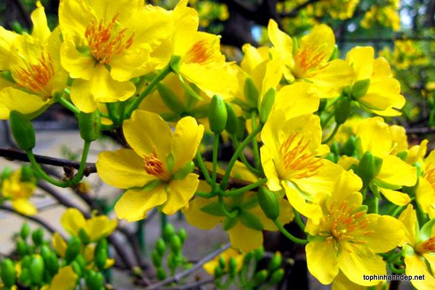 Biểu Cảm Về Cây Mai - Hoctotnguvan.Vn
