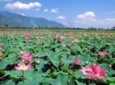 Phân tích bài thơ Cảnh ngày hè của Nguyễn Trãi (Bài 2)