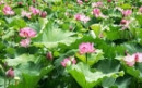Soạn bài Cảm nghĩ trong đêm thanh tĩnh (Tĩnh dạ tứ)