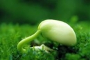 Hãy bình luận những ý kiến của Nam Cao về nghệ thuật – Ngữ Văn 12