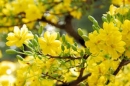 Soạn bài Viếng lăng Bác