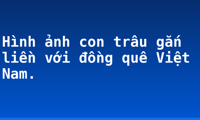 Hình ảnh con trâu gắn liền với đồng quê Việt Nam.