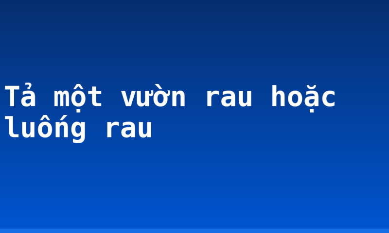 Tả một vườn rau hoặc luống rau