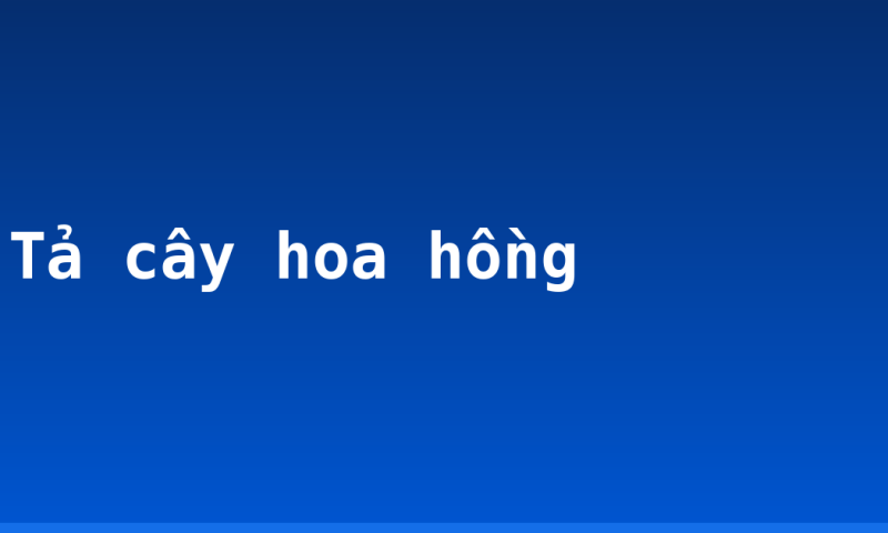Tả cây hoa hồng