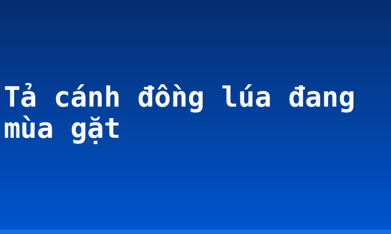 Tả cánh đồng lúa đang mùa gặt
