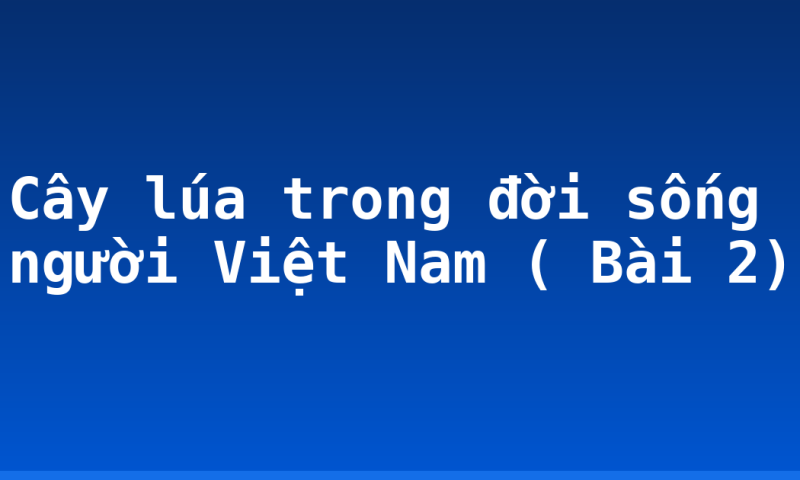 Cây lúa trong đời sống người Việt Nam ( Bài 2)