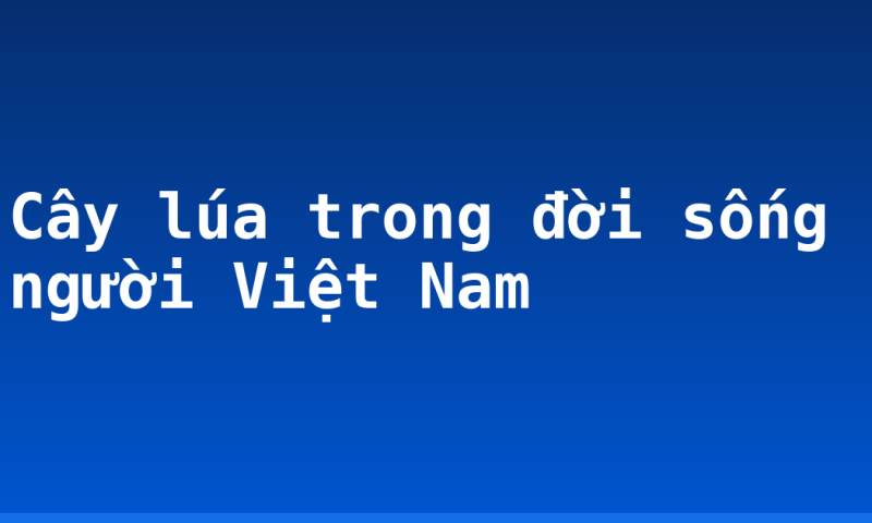 Cây lúa trong đời sống người Việt Nam