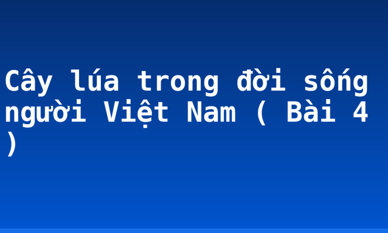 Cây lúa trong đời sống người Việt Nam ( Bài 4 )