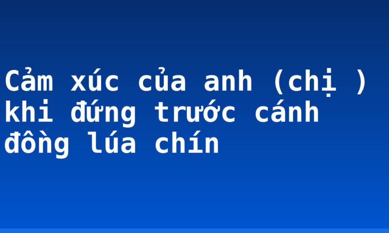 Cảm xúc của anh (chị ) khi đứng trước cánh đồng lúa chín