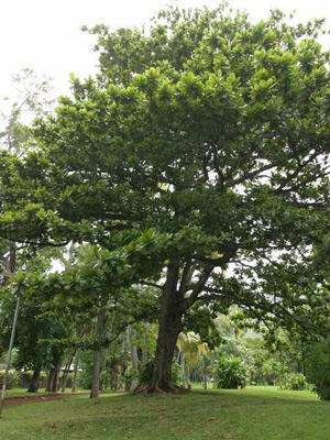 Tả cây bàng ở sân trường em