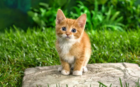 Quan sát và miêu tả các hoạt động thường xuyên của con mèo (hoặc con chó, con gà..)