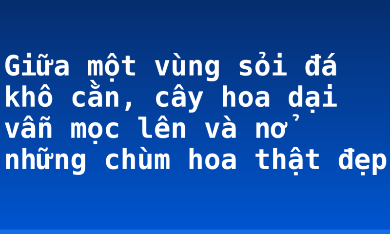 Giữa một vùng sỏi đá khô cằn, cây hoa dại vẫn mọc lên và nở những chùm hoa thật đẹp