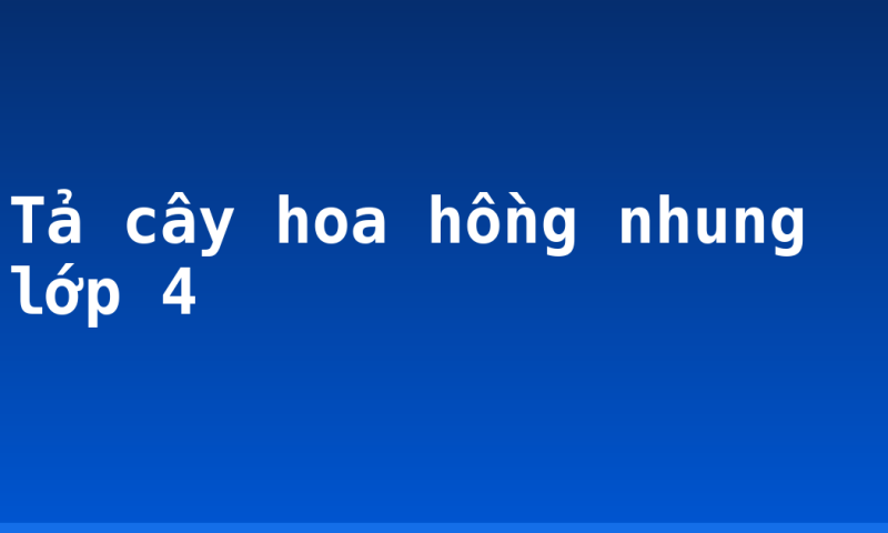 Tả cây hoa hồng nhung lớp 4