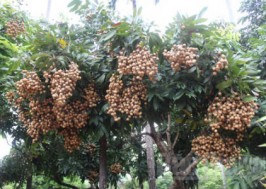 Lập dàn ý miêu tả cây ăn quả quen thuộc