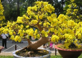 Viết đoạn mở bài (theo cách mở bài gián tiếp) cho một trong ba bài văn tả cây phượng, cây hoa mai hoặc cây dừa