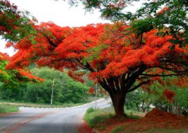 Bài văn tả cây phượng vĩ lớp 4