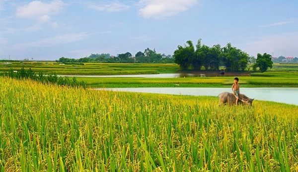 Cánh đồng lúa: Bạn muốn khám phá sự tràn đầy sức sống của các cánh đồng lúa màu chìm trong ánh nắng vàng tươi? Hình ảnh này sẽ khiến bạn thấy phấn khởi và ngạc nhiên trước vẻ đẹp thơ mộng, cổ kính của miền quê Việt Nam.
