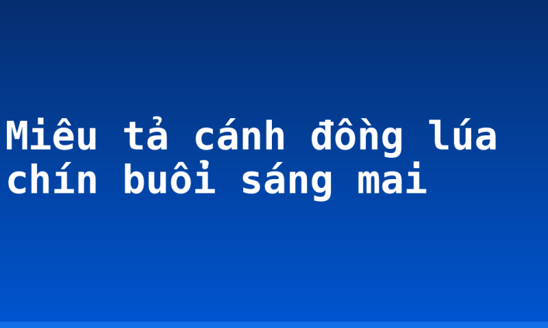 Miêu tả cánh đồng lúa chín buổi sáng mai