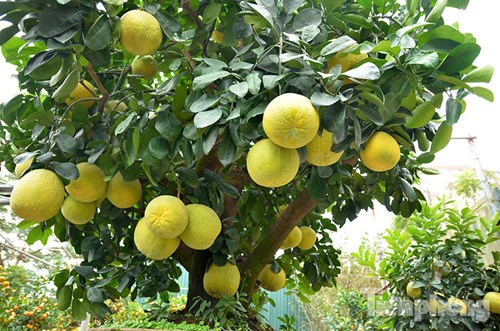 van mau em hay phat bieu cam nghi cua em ve loai cay ma em yeu thich Em hãy phát biểu cảm nghĩ của em về loài cây mà em yêu thích