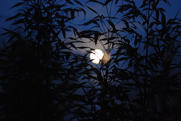 Em hãy viết một đoạn văn tả lại cảnh đêm trăng sáng đẹp ở quê em