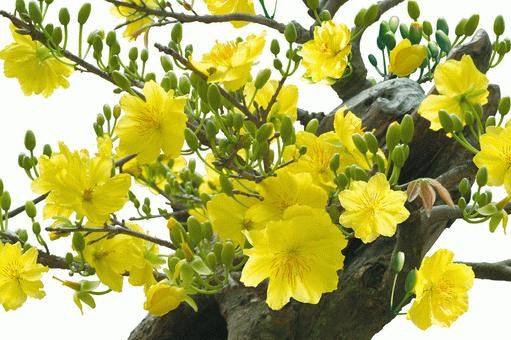 Cây đào hoặc cây mai vàng là hai loại cây bất ly thân trong dịp tết, tượng trưng cho sự may mắn và thành công. Hãy đến với hình ảnh để tận hưởng vẻ đẹp đã thành đồng của những loại hoa này.