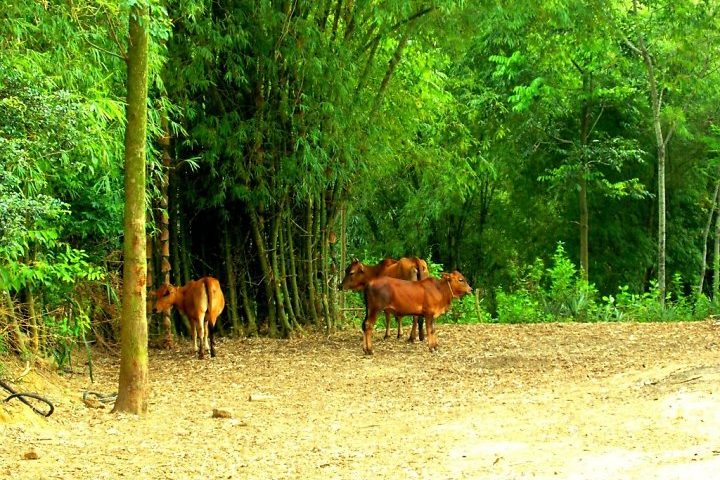 Tả về loài cây em yêu